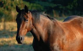 Coolmore Horse